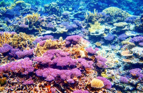 座間味の無人島近くのリーフで広大に広がる色とりどりの珊瑚礁のポイント
