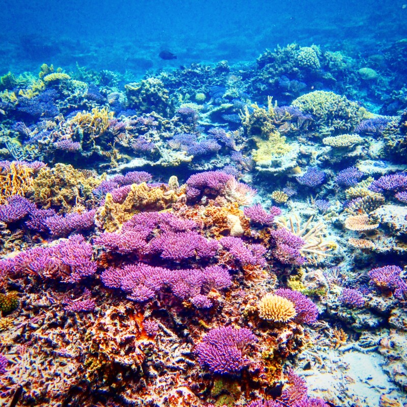 座間味の無人島近くのリーフで広大に広がる色とりどりの珊瑚礁のポイント